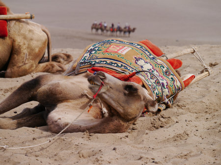 A Bactrian camel, trained to take riders up the sand dunes of the Gobi Desert, takes a break in the midday sun. Western China 2013の写真素材