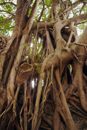 A sprawling old Banyon tree takes over a neighborhood in Hong Kong.の写真素材