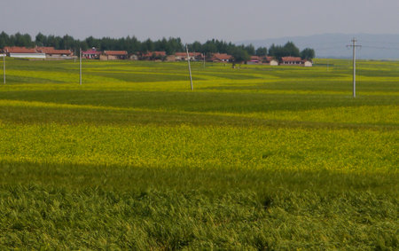 We were charmed by the wide variety of greens in this pasture.の写真素材