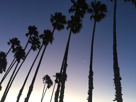 Crescent moon makes an appearance through the palm trees near Ventura's historic pier.の写真素材