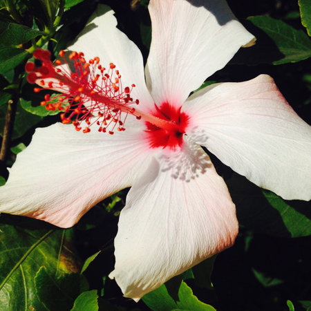 Spied this beauty just walking down a Ventura neighborhood street. California 2015の写真素材