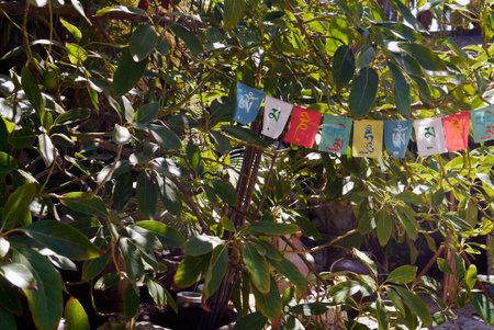 An unassuming string of wind horse flags, or lungta, stretch through this lush garden of what look like magnolia or umbrella trees.のeditorial素材