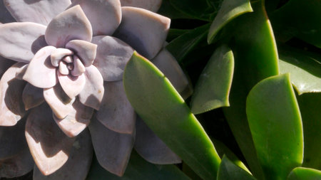 A healthy and happy lavendar graptopetalum lives among its green-leafed succulent neighbors in a raised bed garden.の写真素材