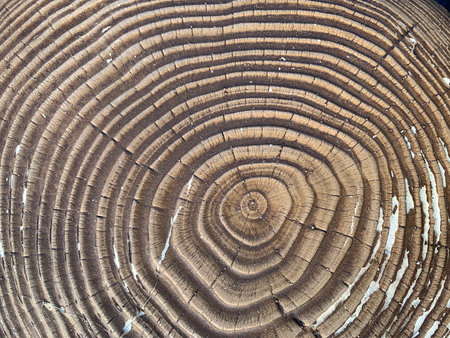 Highly-contrasted tree rings radiate out from the center when he was just a little sappling. Cut and shaped into a table.の写真素材