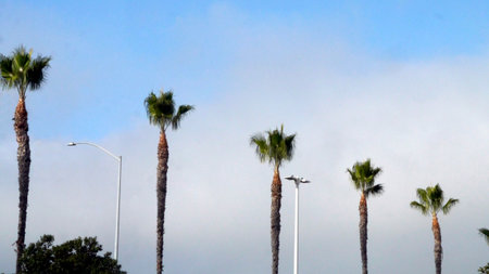 Lining a parking lot in Oxnard California are these perfectly trimmed Fan Palm Trees and a mismatched street lights.の写真素材