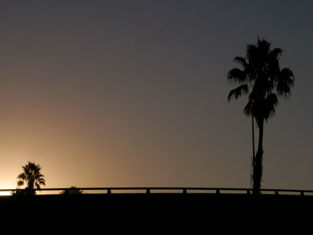 Lining parts of the coast in magical Ventura are these California Fan Palm Trees. Here they are in...