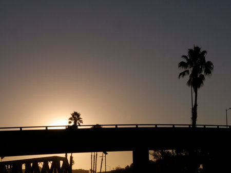 Lining parts of the coast in magical Ventura are these California Fan Palm Trees. Here they are in silhouette against a highway overpass, a railroad trestle, and the sunrise sky.の写真素材
