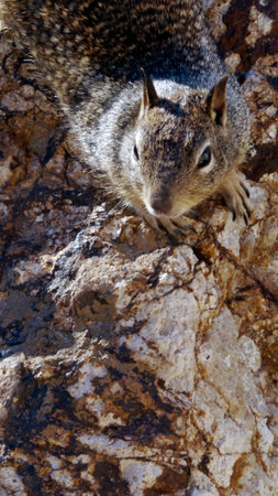 Masters of camoflage these beach-living squirrels are almost invisible until they move or squeak....