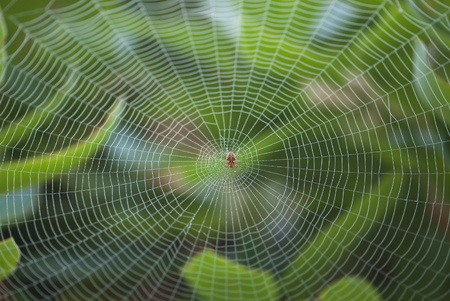 Spider resting in center of large symmetrical cobwebの写真素材