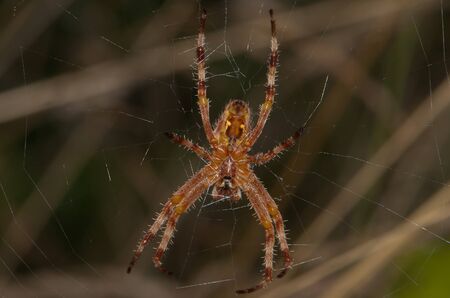 Close-up of large orange hairy spider within webの写真素材