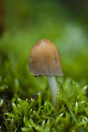 A mushroom stands alone in a field of green mossの写真素材