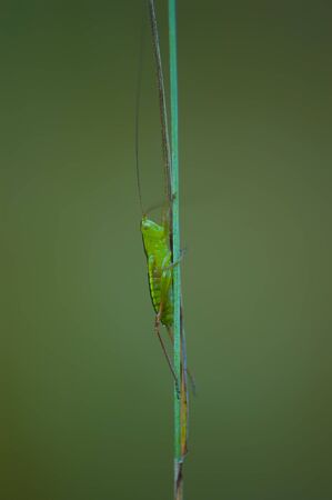 A long lean green bug stretches out on a thin stemの写真素材