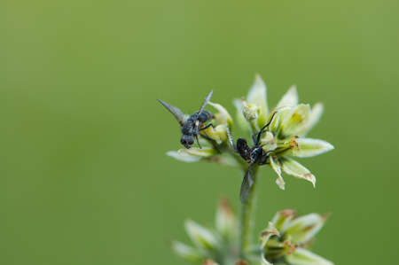 Two dead flies cling to green plant