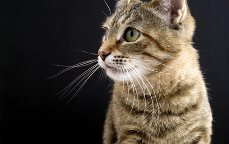 Striped fluffy domestic cat on black background.
の写真素材