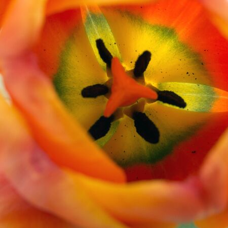 Orange tulips close up. Spring flowers macro.
の写真素材