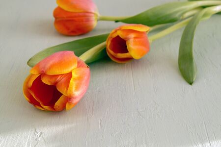 Orange tulips close up. Spring flowers macro.
の写真素材