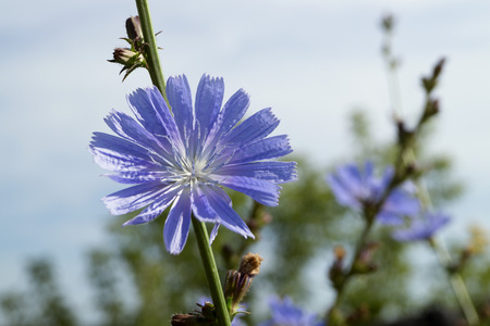 Useful plant chicory (CichÃÂ³rium).の写真素材