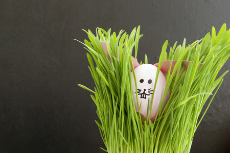 Easter colored eggs on the grey background.の写真素材