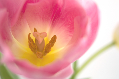 Pink tulips close up on white background.の写真素材