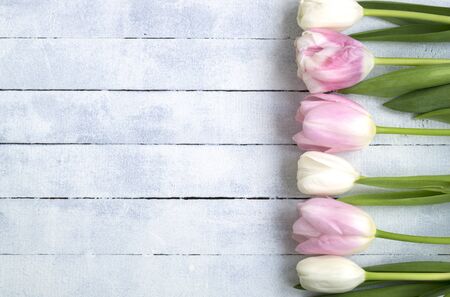white and pink tulips on a white wooden background. close-up with space for text.
