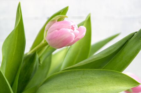 Spring flowers. Pink blooming tulips close up.
の写真素材