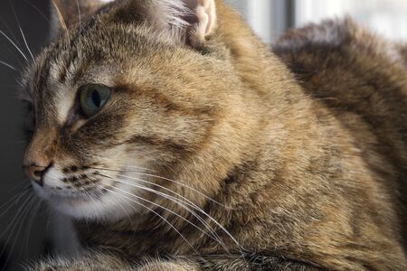 tricolor domestic fluffy cat on the windowsill.
の写真素材