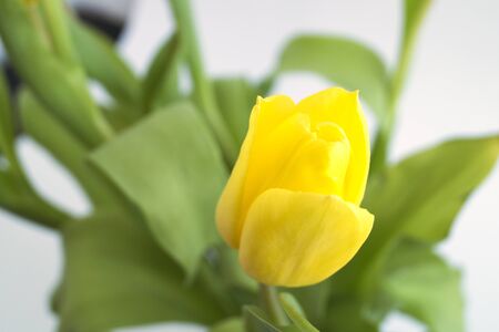 yellow tulips on a white background. blooming spring flowers.