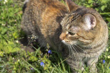 a domestic red cat walks on the grass.の写真素材