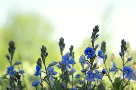 blue forget-me-not flowers against the sky. beautiful floral background.の写真素材