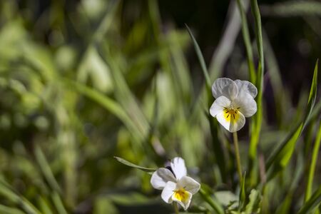 field pansies. beautiful floral background. low depth of fieldの写真素材