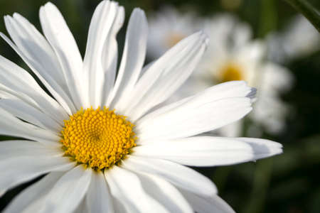 large blooming daisies on a blurry backgroundの写真素材