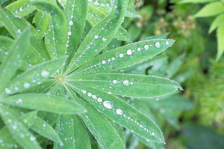 Closeup of lupine leafs and water drops. Latin name: Lupinus wolfishの写真素材
