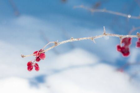 Barberry berries on a branch in frost and ice crystals. Blurring background, focus on berriesの写真素材