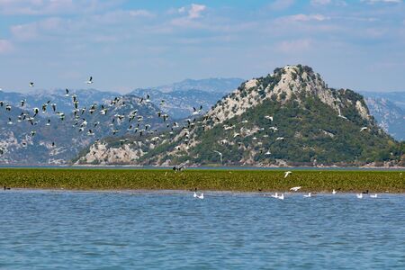 Many gulls flying over the lake on a background of mountains. Skadar Lake, Montenegroの写真素材