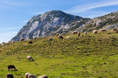 Flock of sheep eating green grass in the foothillsの写真素材