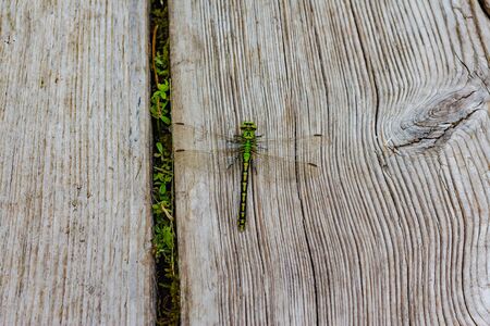 large green dragonfly on a wooden backgroundの写真素材