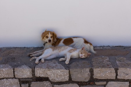 red cat and dog lie next in the shadeの写真素材