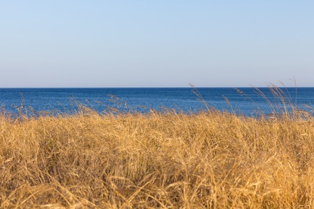 Yellow brown grass and shadows on beach dune sand at coast of sea water in warm bright sunny spring...