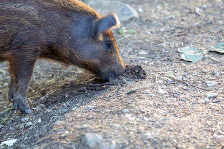 Young Wild Boar, digging in groundの写真素材
