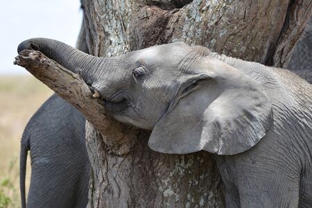 Young Elephant Plays in the Shade of a acacia tree.の写真素材