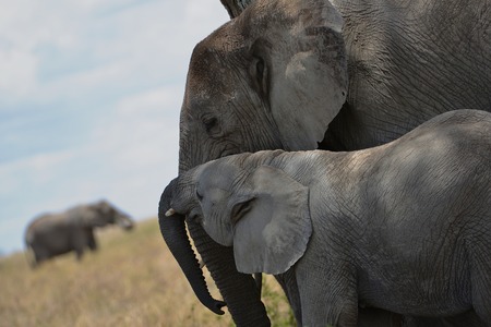 Elephant Loveの写真素材