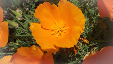 Orange Flower