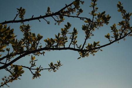 This is faded blooms of the pear tree.の写真素材