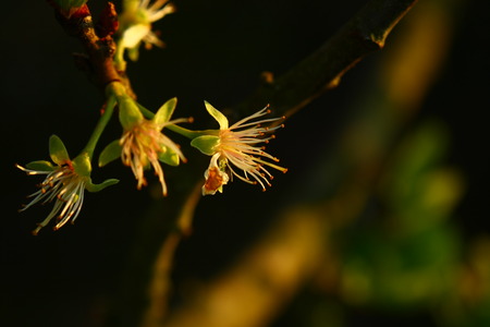 This is faded blooms of the pear tree.の写真素材