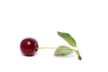 On this photo is sour cherry with isolated background.の写真素材