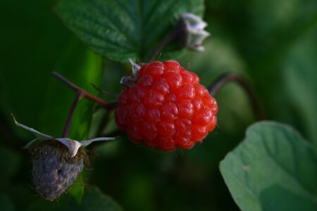 On this photo is ripe raspberry on bush.