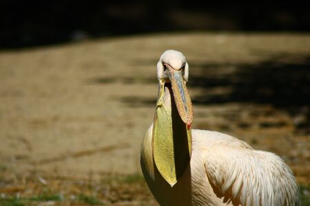On this photography is cute animal, pelican.の写真素材