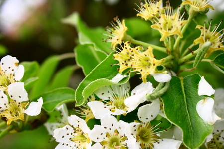 On this photo is beautiful blooms of a pear tree.の写真素材