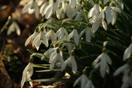 white flowersの写真素材