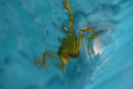 Abstract blurred photo of frog diving into blue water.の写真素材